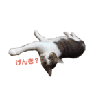 ねこのかれんさん（個別スタンプ：10）