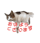 ねこのかれんさん（個別スタンプ：11）