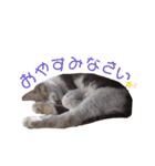 ねこのかれんさん（個別スタンプ：12）