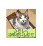 ねこのかれんさん（個別スタンプ：14）