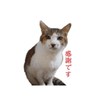 ねこのかれんさん（個別スタンプ：16）