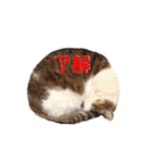 ねこのかれんさん（個別スタンプ：17）