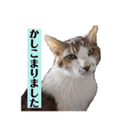 ねこのかれんさん（個別スタンプ：18）