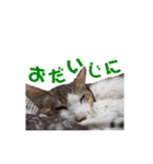 ねこのかれんさん（個別スタンプ：19）