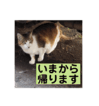 ねこのかれんさん（個別スタンプ：20）