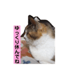 ねこのかれんさん（個別スタンプ：21）