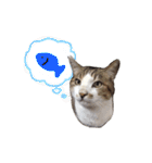 ねこのかれんさん（個別スタンプ：25）