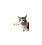 ねこのかれんさん（個別スタンプ：26）