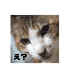 ねこのかれんさん（個別スタンプ：29）