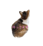 ねこのかれんさん（個別スタンプ：30）