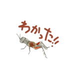 夏休みの自由研究の昆虫たち:)（個別スタンプ：3）