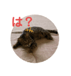 よつばはこねぎ（個別スタンプ：10）