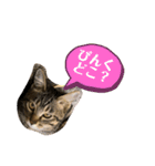 よつばはこねぎ（個別スタンプ：15）