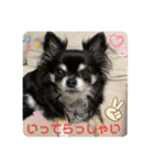 アンナのごあいさつ❣️（個別スタンプ：5）
