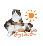 たけだけのココ（個別スタンプ：1）