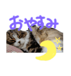 たけだけのココ（個別スタンプ：4）