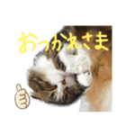 たけだけのココ（個別スタンプ：5）