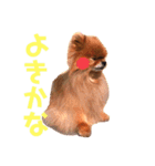 ポメラニアン☆チップ（個別スタンプ：3）