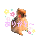 ポメラニアン☆チップ（個別スタンプ：8）