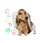 ミニチュアダックスのベル（個別スタンプ：21）