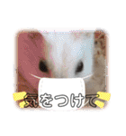ハムスターのフレームスタンプ（個別スタンプ：2）