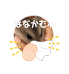 ハムスターのフレームスタンプ（個別スタンプ：28）