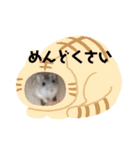 ハムスターのフレームスタンプ（個別スタンプ：29）