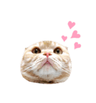 ねこのきもち3（個別スタンプ：3）