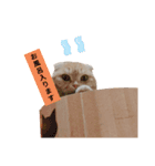 ねこのきもち3（個別スタンプ：4）