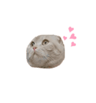 ねこのきもち3（個別スタンプ：7）