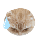 ねこのきもち3（個別スタンプ：8）