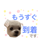 ミルクちゃんの家族スタンプ（いぬ）2（個別スタンプ：4）