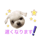 ミルクちゃんの家族スタンプ（いぬ）2（個別スタンプ：5）