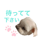 ミルクちゃんの家族スタンプ（いぬ）2（個別スタンプ：7）