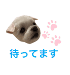 ミルクちゃんの家族スタンプ（いぬ）2（個別スタンプ：8）