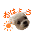 ミルクちゃんの家族スタンプ（いぬ）2（個別スタンプ：9）