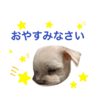 ミルクちゃんの家族スタンプ（いぬ）2（個別スタンプ：10）