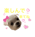 ミルクちゃんの家族スタンプ（いぬ）2（個別スタンプ：15）