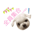 ミルクちゃんの家族スタンプ（いぬ）2（個別スタンプ：18）