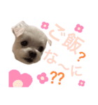 ミルクちゃんの家族スタンプ（いぬ）2（個別スタンプ：21）