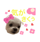 ミルクちゃんの家族スタンプ（いぬ）2（個別スタンプ：23）