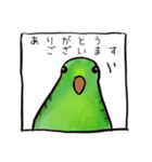 サザナミインコのヨモギ君（個別スタンプ：1）