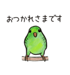 サザナミインコのヨモギ君（個別スタンプ：3）