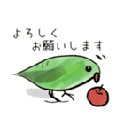 サザナミインコのヨモギ君（個別スタンプ：5）