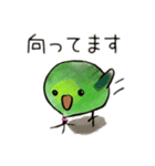 サザナミインコのヨモギ君（個別スタンプ：12）