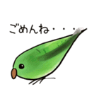 サザナミインコのヨモギ君（個別スタンプ：13）
