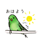 サザナミインコのヨモギ君（個別スタンプ：15）