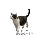ねこ ブリティッシュショートヘアー（個別スタンプ：1）