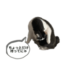 ねこ ブリティッシュショートヘアー（個別スタンプ：3）