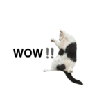 ねこ ブリティッシュショートヘアー（個別スタンプ：4）